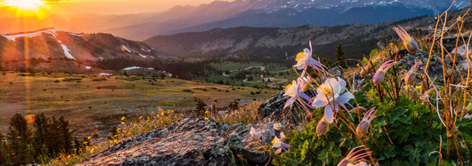 wildflowers in the mountains at sunset in the Ark Valley.