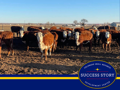 a group of cows standing in the dirt.